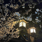 Midnxght_Bloomers