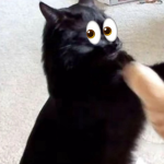 Cat group official