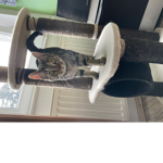 Just A Normal Cat’s Group