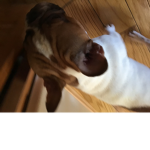 Puppy’s I love them Puppy’s I love them