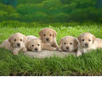 Puppies forever <3!