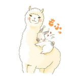 Aesthetic Llamas