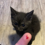 EMINEMS EKITTENS