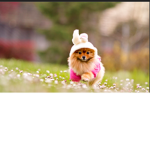cute pets nation