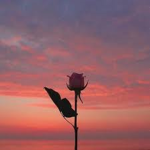 POWER OF Flowerss