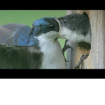 Dees Peeps