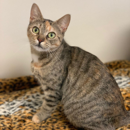 tabby cat hangout [UPDATE]