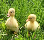 The duck amigos