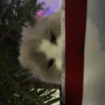 OlafElsaKittiesLove
