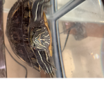 Turtle-Ton
