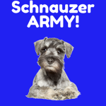 Schnauzer Fun!