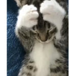lovelykittenz