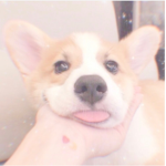dog cafe~