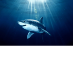 THE LEGENDARY SHARK GROUP