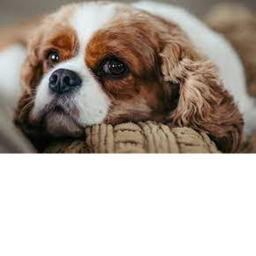 Timmy Group dog's