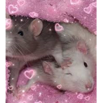 stinky rats cult