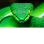 Worm&snake gang