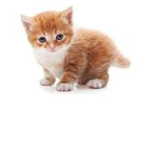 Kitten,puppy, and fox fans!