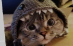 Dino_kotki <3