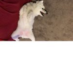 Bears are like dog