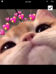 Cutest cat group (Luke not allowed and Jstn)