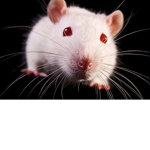 Disgusting rat friends