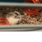 Sleepy hamster group