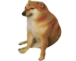 Doge e cani
