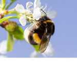 The Buzzy Beings