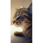 MEWWWWW