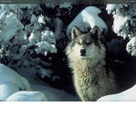Wolfsss United