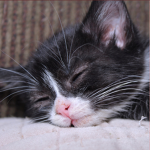 |*Kitten squad *|