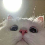 Coconut :3