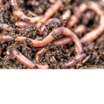 Gorgeous earthworm army