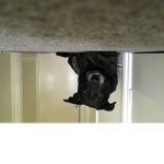 Just hanging around