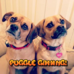 Puggle Gaming Fan Group!