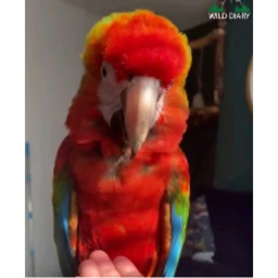 PARROT  BRIDGE LEGACY icon