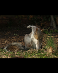 Cute little squirrels