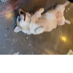 개코의 게임채널