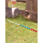 R.I.P Pinkie and blue blue