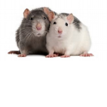 Twin Rats Restraunt