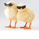 Cool Chicks :D