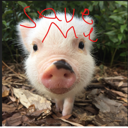 save the piggy act too full act