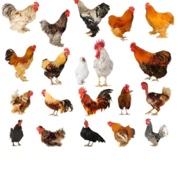 The Chicken HQ