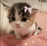 kawaiixzz