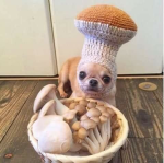 mushroom family!