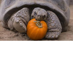PUMPKIN TORTOISE ASSOCIATION