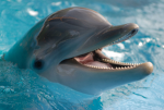 Dolphin slay