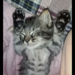 Kitten's Crib