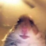 Hamster-boys